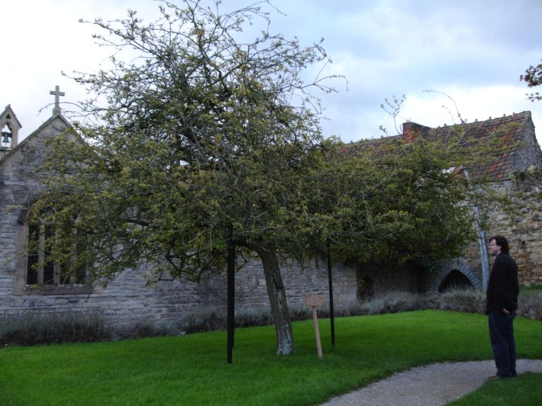 Glastonbury Thorn