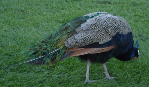 peacock